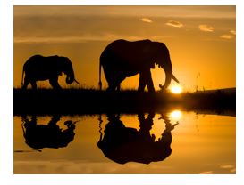 Elephants with the sun setting