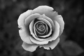 black and white rose